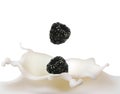 Blackberry falling into splash of milk. Royalty Free Stock Photo