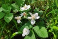 Blackberry flowers