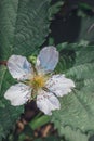 Blackberry flowers Rubus fruticosus blossoming