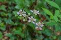 Blackberry flowers Rubus ulmifolius outdoors