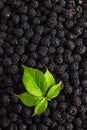 Blackberry food background. Fresh berries and green leaf.