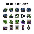 blackberry fruit berry black food icons set vector Royalty Free Stock Photo