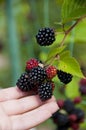 blackberry fruit berry on branch. blackcurrant or dewberry in hand. bramble fruit harvest. mulberry in nature. boysenberry in