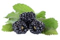 Blackberry fruit blackberries berry berries fruits leaves isolated on white