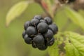 Blackberry fruit with green leafs Royalty Free Stock Photo