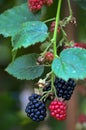 Blackberry fruit Royalty Free Stock Photo