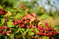 Blackberry fruit growing on branch blackberries in wild Royalty Free Stock Photo