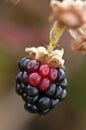 Blackberry fruit hangs on brambles Royalty Free Stock Photo