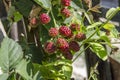 Blackberry Fruit Image Lat. RUBUS FRUTICOSUS - Ripening blackb