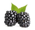 Blackberry fruit isolated