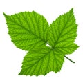 Blackberry fruit leaf closeup Royalty Free Stock Photo