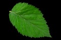 Blackberry fruit leaf closeup Royalty Free Stock Photo