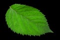 Blackberry fruit leaf closeup Royalty Free Stock Photo