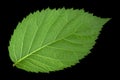 Blackberry fruit leaf closeup Royalty Free Stock Photo