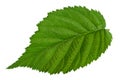 Blackberry fruit leaf closeup Royalty Free Stock Photo