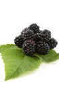 Blackberry fruit with leafs. Royalty Free Stock Photo