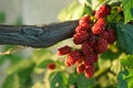 Blackberry fruit in nature Royalty Free Stock Photo