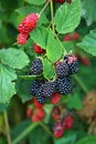 Blackberry fruit in nature Royalty Free Stock Photo