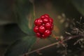 Blackberry Fruit Royalty Free Stock Photo