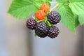 Blackberry fruits