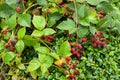 Blackberry fruits at a branch in different mature stages