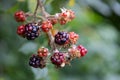 Blackberry fruits on a branch in the garden. Selective focus Royalty Free Stock Photo