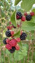 Blackberry fruits riping in the warm summer sun light Royalty Free Stock Photo