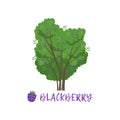 Blackberry garden berry bush with name vector Illustration