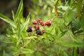 Blackberry growing on branch