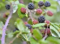 blackberry growing in the bush in leaf