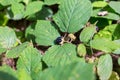 Blackberry growing in the forest. Healthy food. Eco-friendly concept