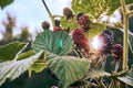 Blackberry growing on a garden bush. Through the leaves and berries of blackberries shine the rays of the sun. Summer berry grows Royalty Free Stock Photo