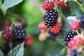 Blackberry growing in garden. Ripe and unripe blackberries on bush with selective focus. Berry background Royalty Free Stock Photo