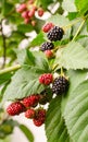 Blackberry growing in garden. Ripe and unripe blackberries on bush with selective focus.. Vertical frame