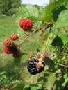 Blackberry grows in the garden. Ripe and unripe blackberry on a background of berry bush. Natural pharmacy. Organic food Royalty Free Stock Photo