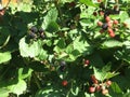 Blackberry grows in the garden. Ripe and unripe blackberry on a background of berry bush. Natural pharmacy. Organic food