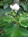 Blackberry grows in the garden. Ripe and unripe blackberry on a background of berry bush. Natural pharmacy. Organic food