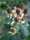 Blackberry grows in the garden. Ripe and unripe blackberry on a background of berry bush. Natural pharmacy. Organic food Royalty Free Stock Photo