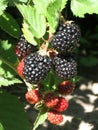 Blackberry grows in the garden. Ripe and unripe blackberry on a background of berry bush. Natural pharmacy. Organic food Royalty Free Stock Photo