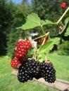 Blackberry grows in the garden. Ripe and unripe blackberry on a background of berry bush. Natural pharmacy. Organic food Royalty Free Stock Photo