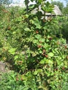 Blackberry grows in the garden. Ripe and unripe blackberry on a background of berry bush. Natural pharmacy. Organic food Royalty Free Stock Photo