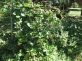 Blackberry grows in the garden. Ripe and unripe blackberry on a background of berry bush. Natural pharmacy. Organic food Royalty Free Stock Photo