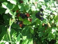 Blackberry grows in the garden. Ripe and unripe blackberry on a background of berry bush. Natural pharmacy. Organic food Royalty Free Stock Photo