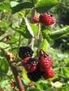 Blackberry grows in the garden. Ripe and unripe blackberry on a background of berry bush. Natural pharmacy. Organic food Royalty Free Stock Photo