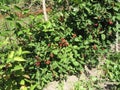 Blackberry grows in the garden. Ripe and unripe blackberry on a background of berry bush. Natural pharmacy. Organic food Royalty Free Stock Photo