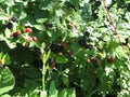 Blackberry grows in the garden. Ripe and unripe blackberry on a background of berry bush. Natural pharmacy. Organic food Royalty Free Stock Photo