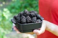 Blackberry harvest. Collection of blackberries. Plate with blackberries in hand. Blackberry season.