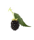 Blackberry isolated Royalty Free Stock Photo