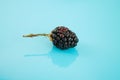 Blackberry isolated on blue background Royalty Free Stock Photo