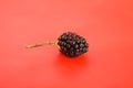 Blackberry isolated on red background Royalty Free Stock Photo